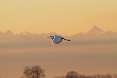 Airone bianco maggiore